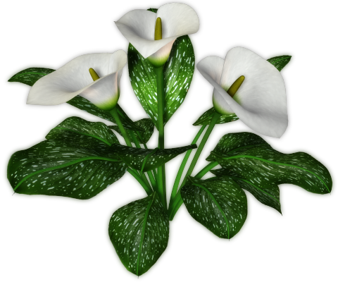 Calla Transparent Background PNG Image