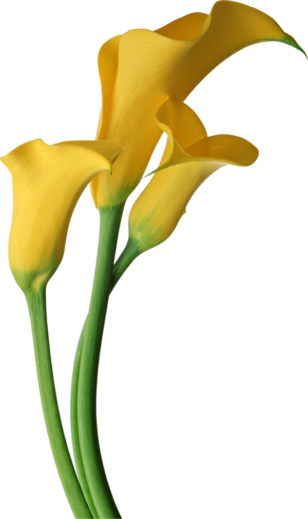 Calla Free Download PNG Image