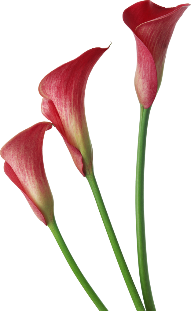 Calla Picture PNG Image