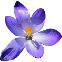 Crocus PNG