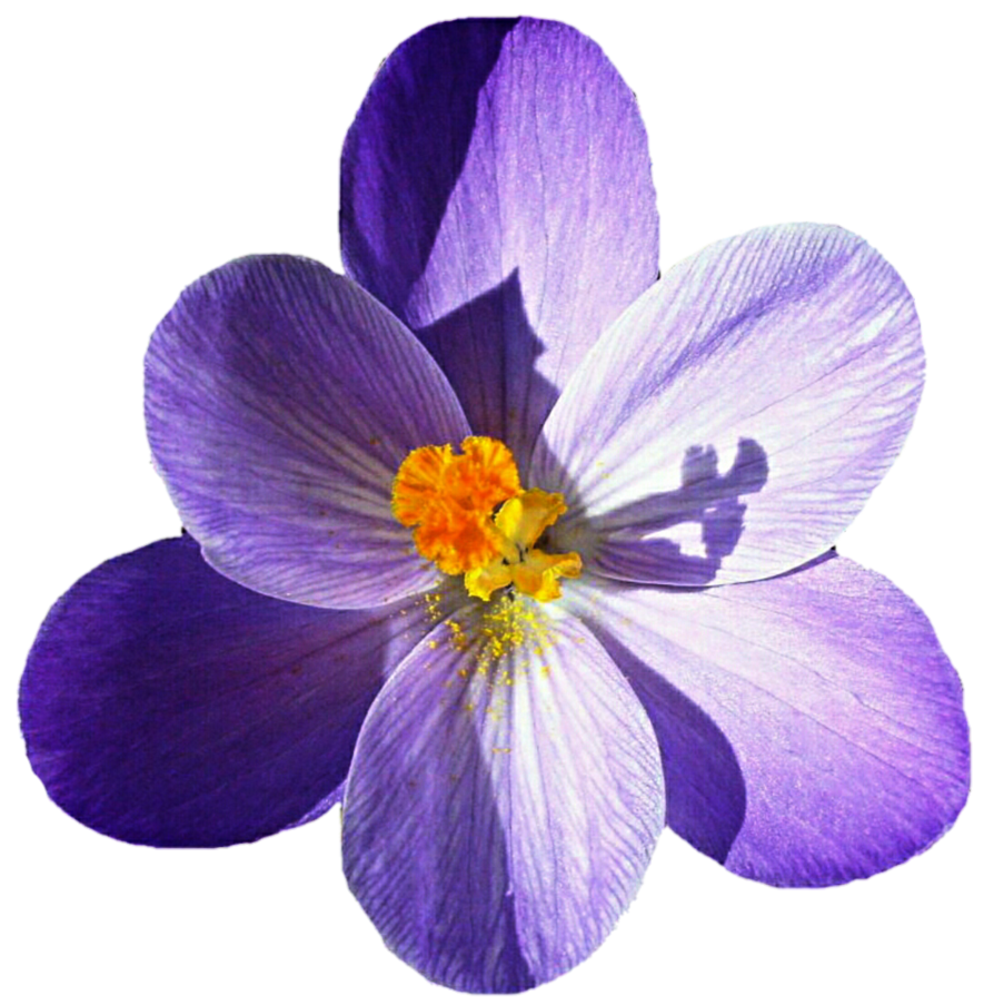 Crocus Picture PNG Image