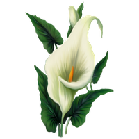 Calla File PNG Image