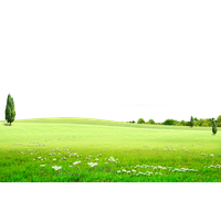 Meadow, Outdoor Nature, Flowers, Green Prairie, Tourism