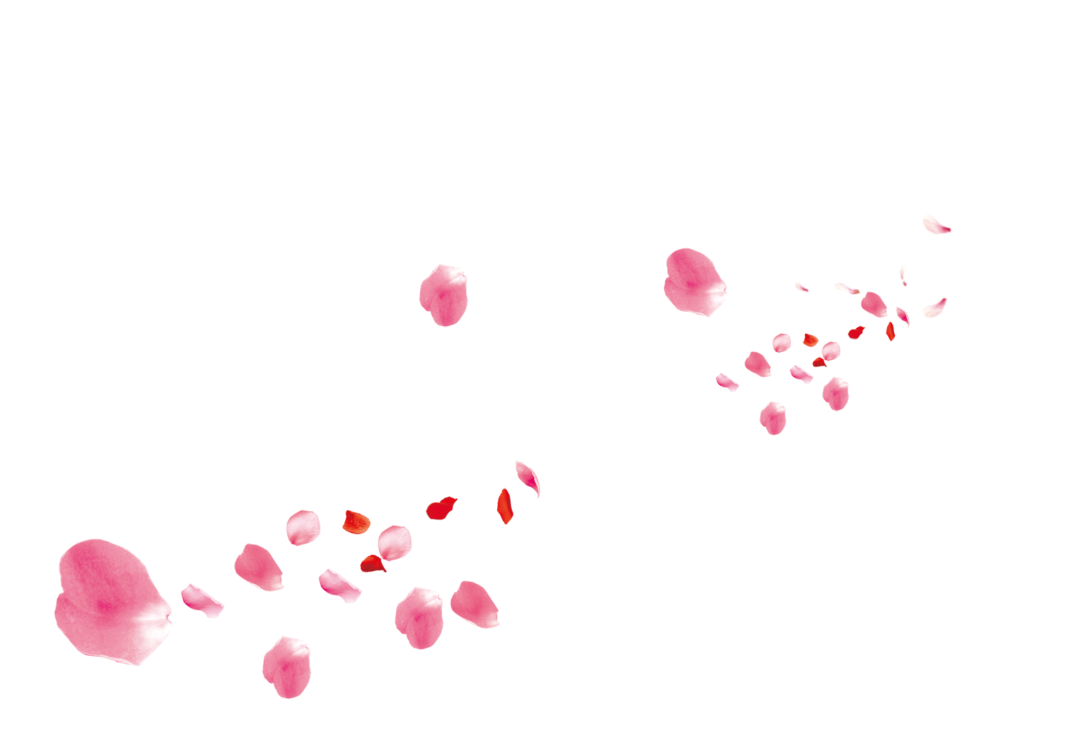 Pink Flower Rose Petals Petal Beach PNG Image