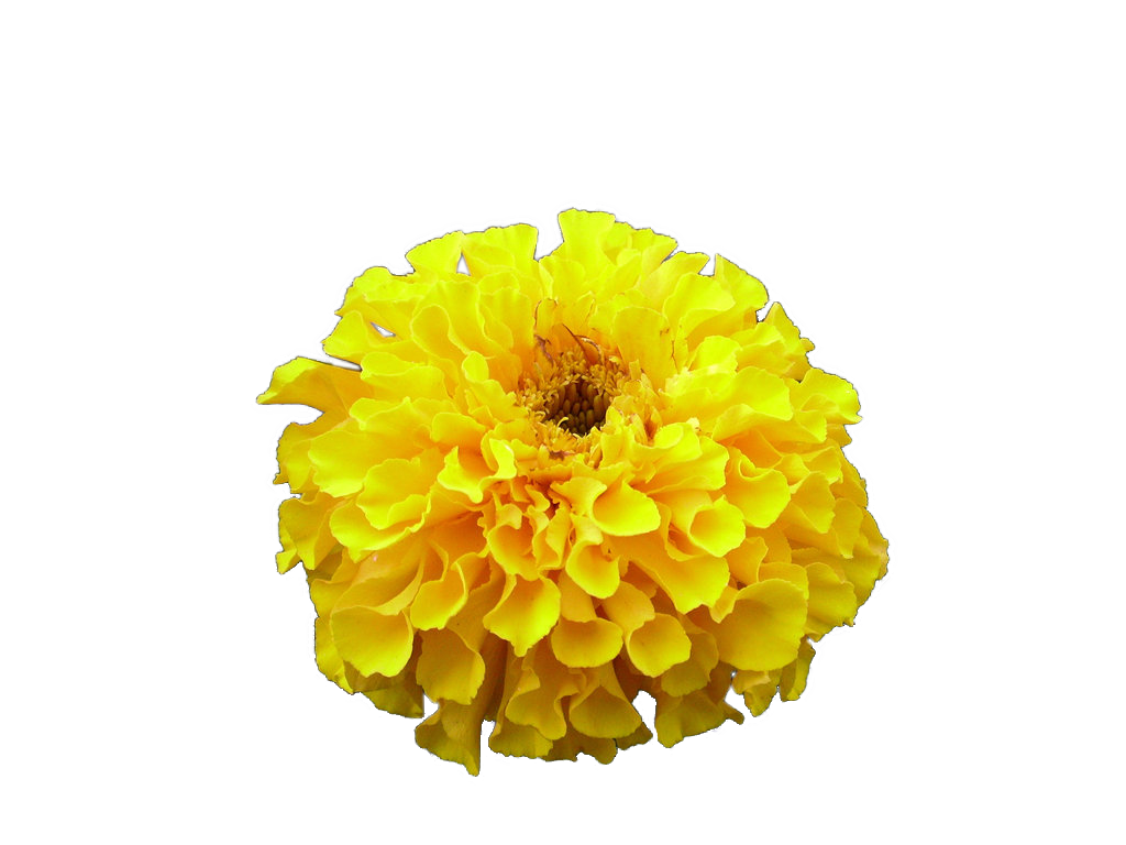 Cut Portable Graphics Artificial Blog Chrysanthemum Naver PNG Image