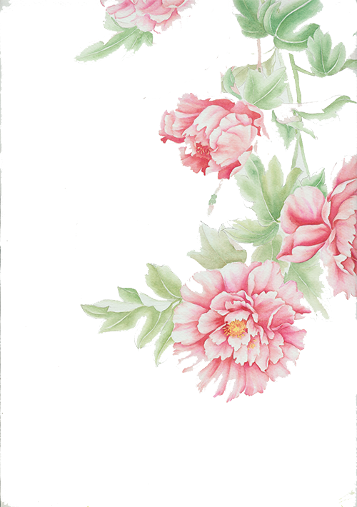Cut Roses Centifolia Design Floral Flowers PNG Image