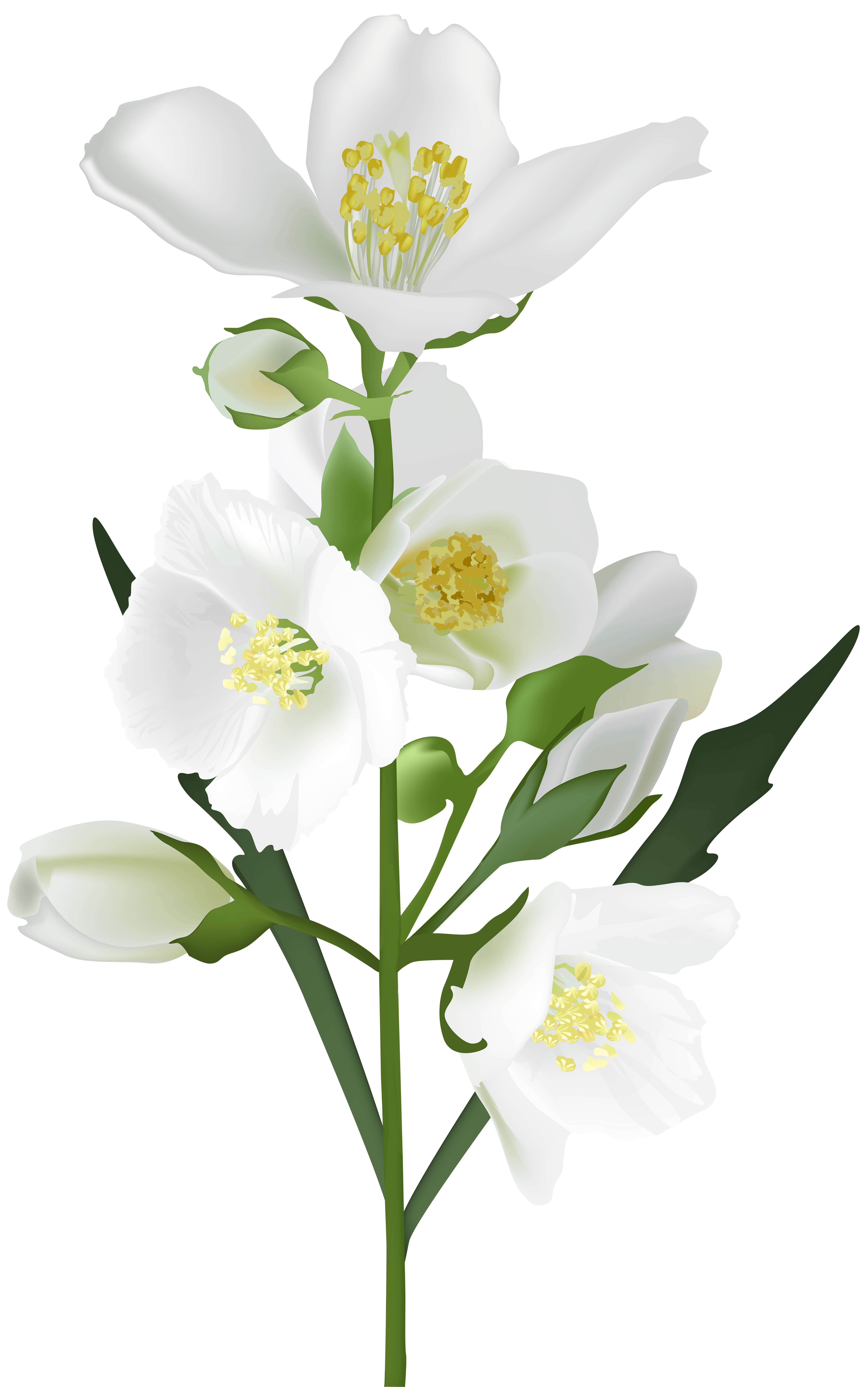 Free Free 257 Transparent Wild Flower Svg SVG PNG EPS DXF File