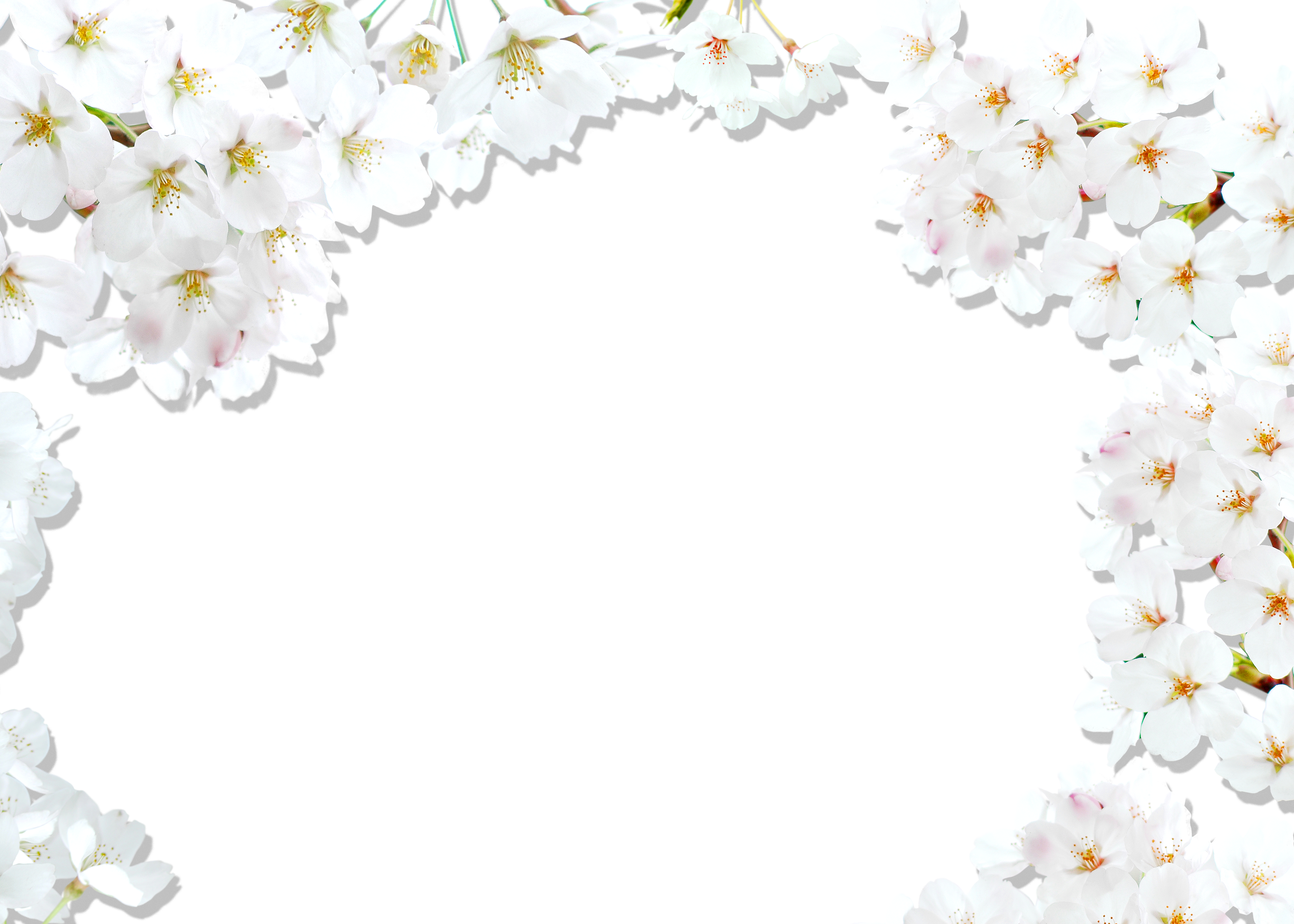 Blossom Cherry National Festival White Border PNG Image
