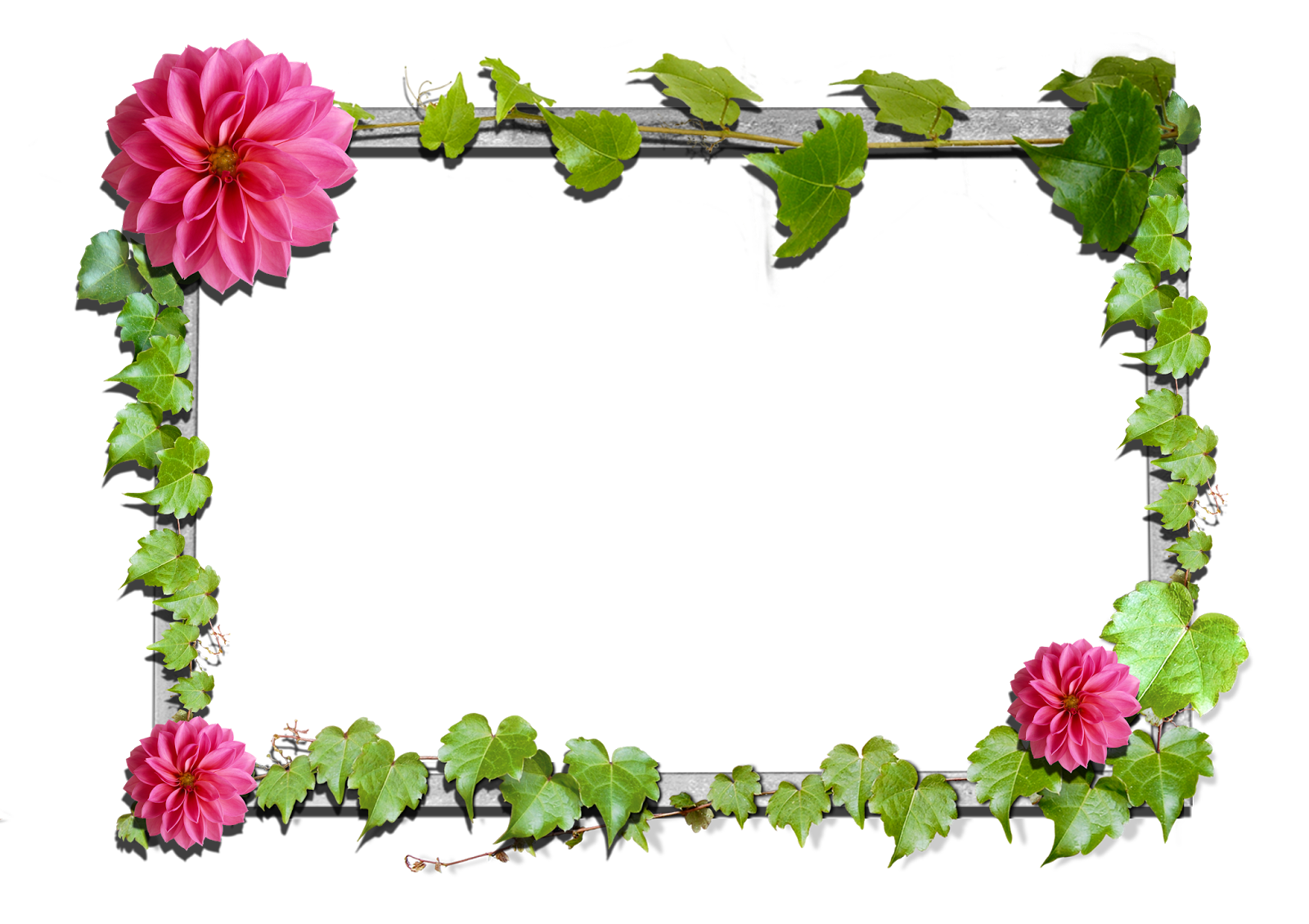 Pink Picture Flower Frame Frames Flowers PNG Image