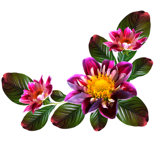 Flower Portable Computer File Graphics Network PNG Image