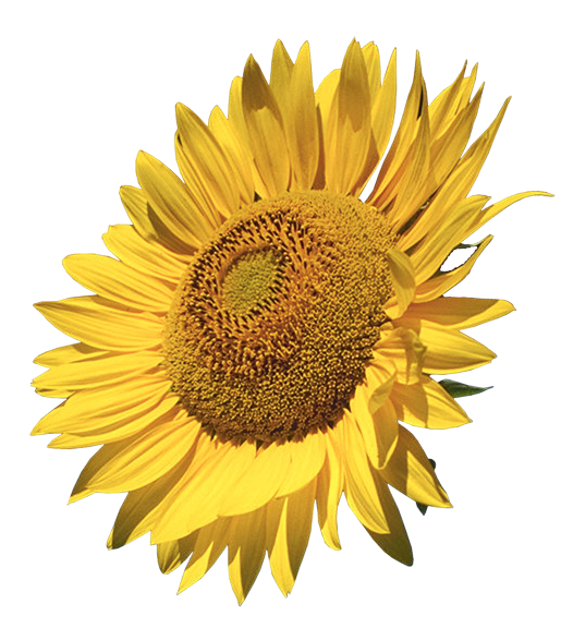 Common Sunflower Free Transparent Image HD PNG Image
