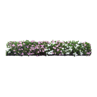 Plant Flower Shrub Tree White Garden