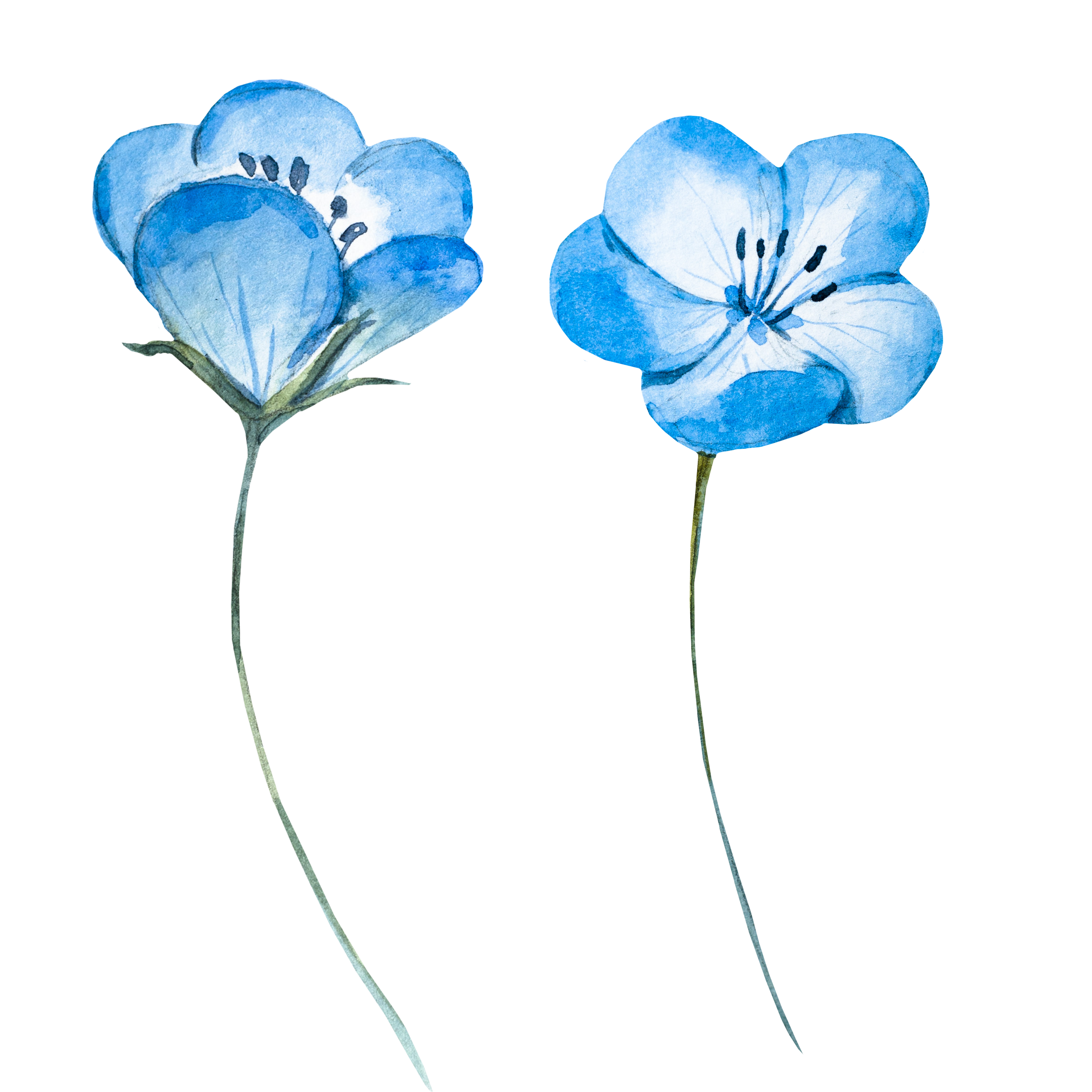 Blue Flower Light Watercolor Flowers Painting PNG Image