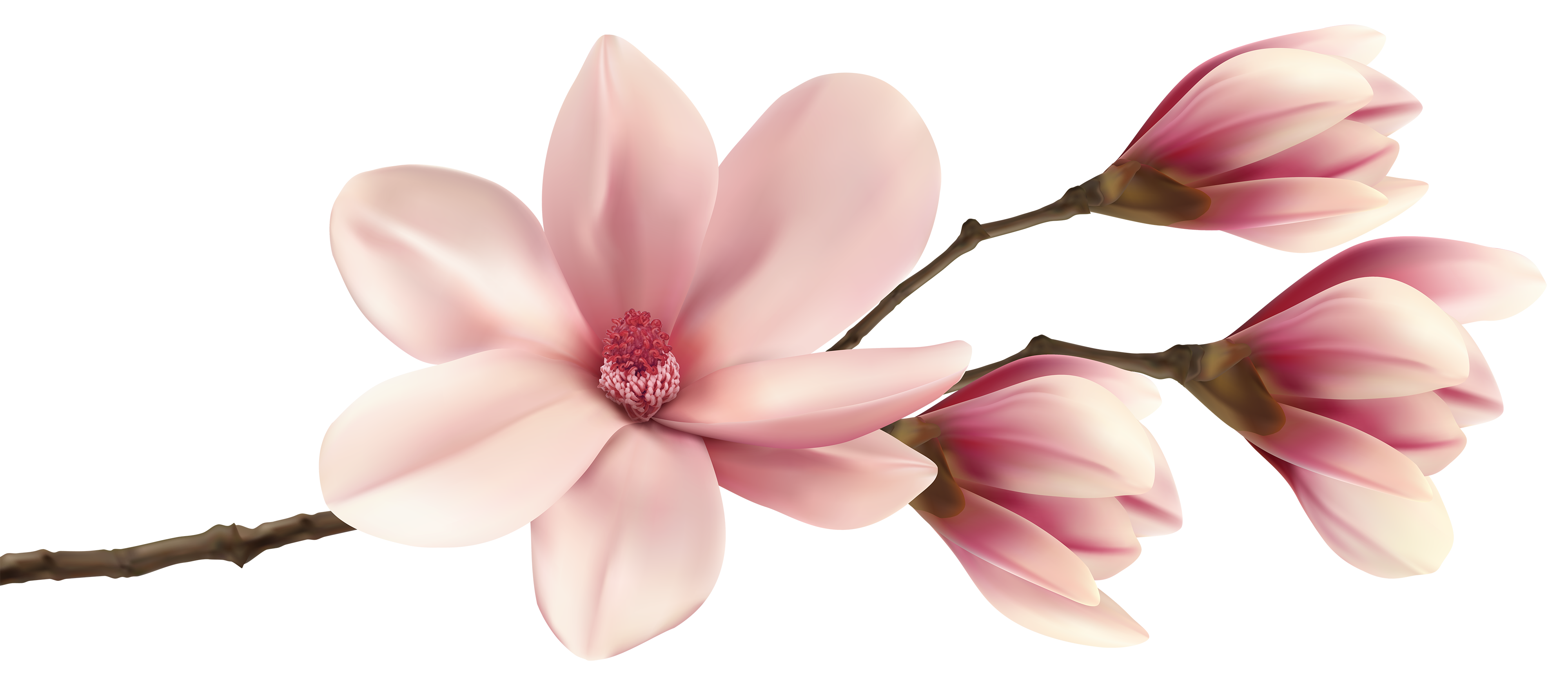 Pink Plant Fraseri Magnolia Southern Watercolor Painting PNG Image