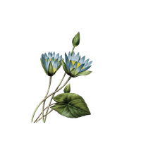17591840 Plant Fleurs Printmaking Pierrejoseph Des Belles PNG