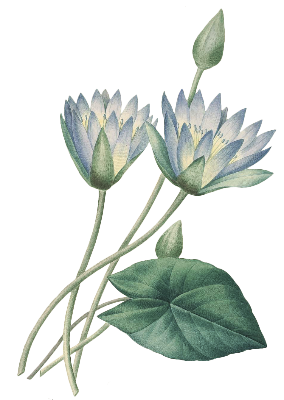 17591840 Plant Fleurs Printmaking Pierrejoseph Des Belles PNG Image