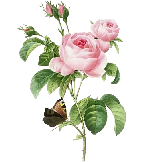 Pink 17591840 Rose Pierrejoseph Flowerpot Redoutxe9 Painting PNG Image