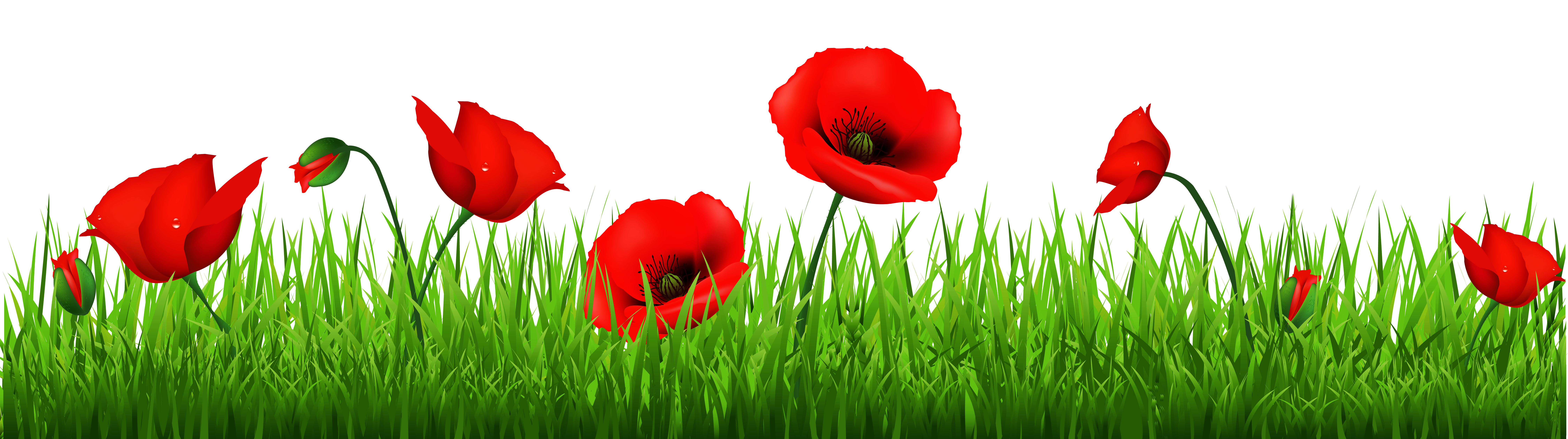 Remembrance Poppies Wallpaper