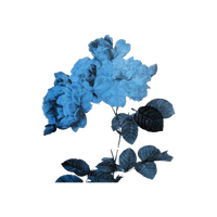 Flower Art Aesthetic Free Photo Transparent PNG Image