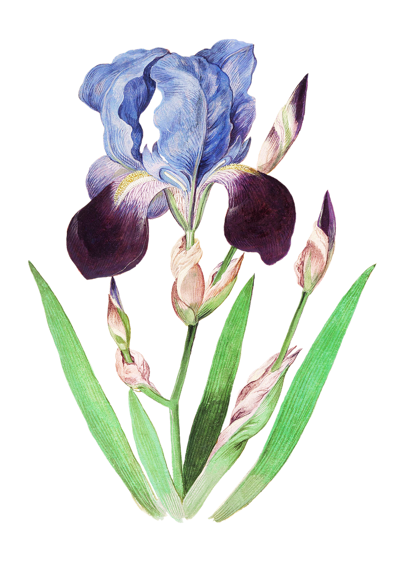 Vector Flower Artwork HD Image Free Transparent PNG Image