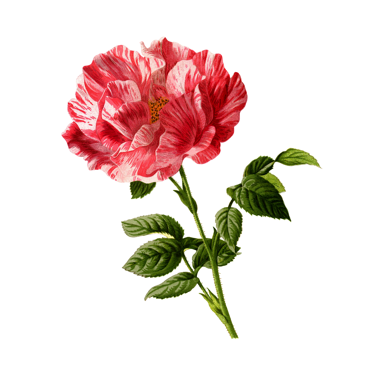 Vector Flower Artwork Free HQ Image PNG Image