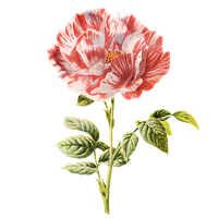 Download Flowers Free PNG photo images and clipart | FreePNGImg