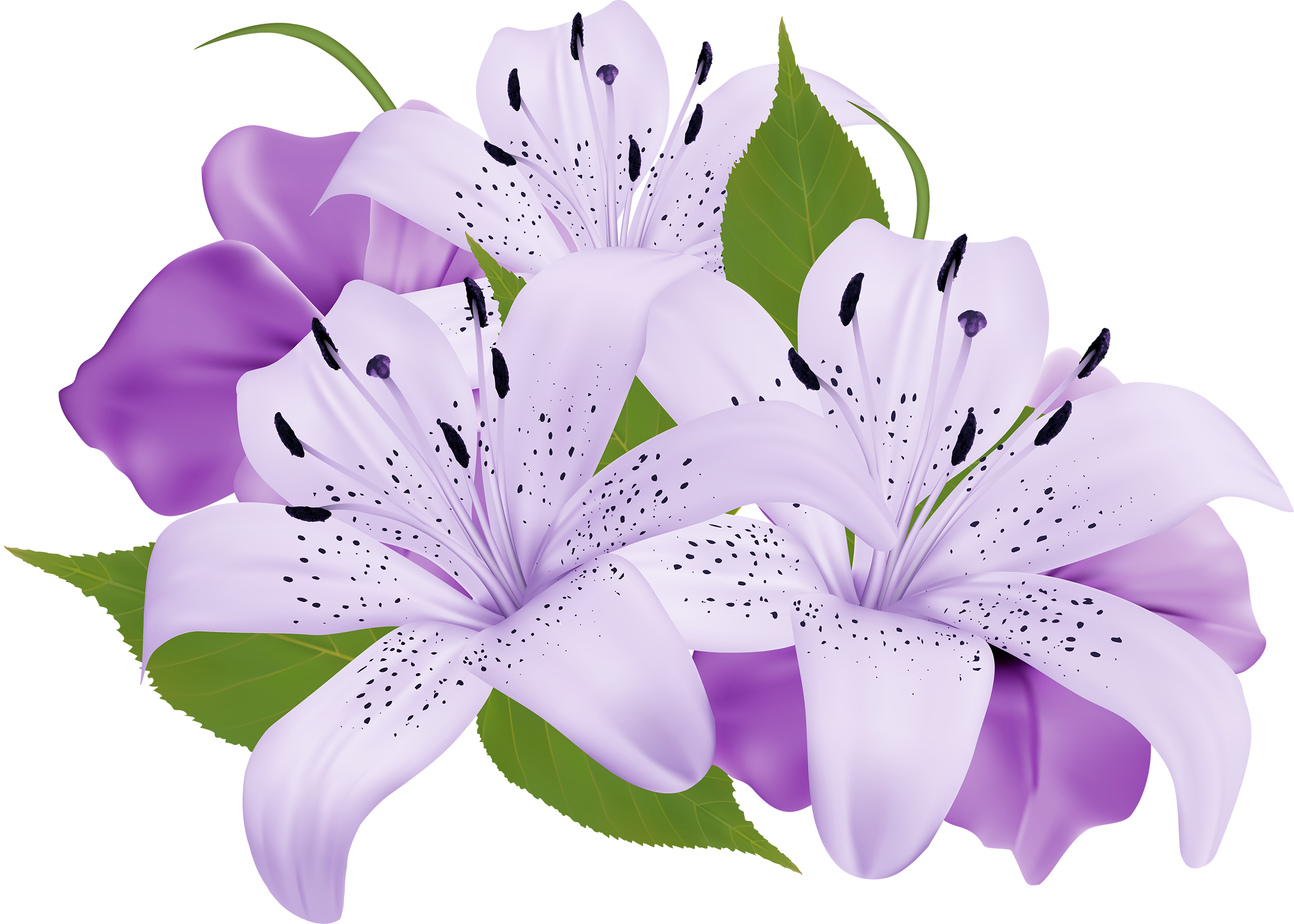 Blossom Lily Calla PNG Download Free PNG Image