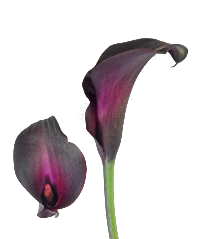 Botany Lily Calla Free Photo PNG Image