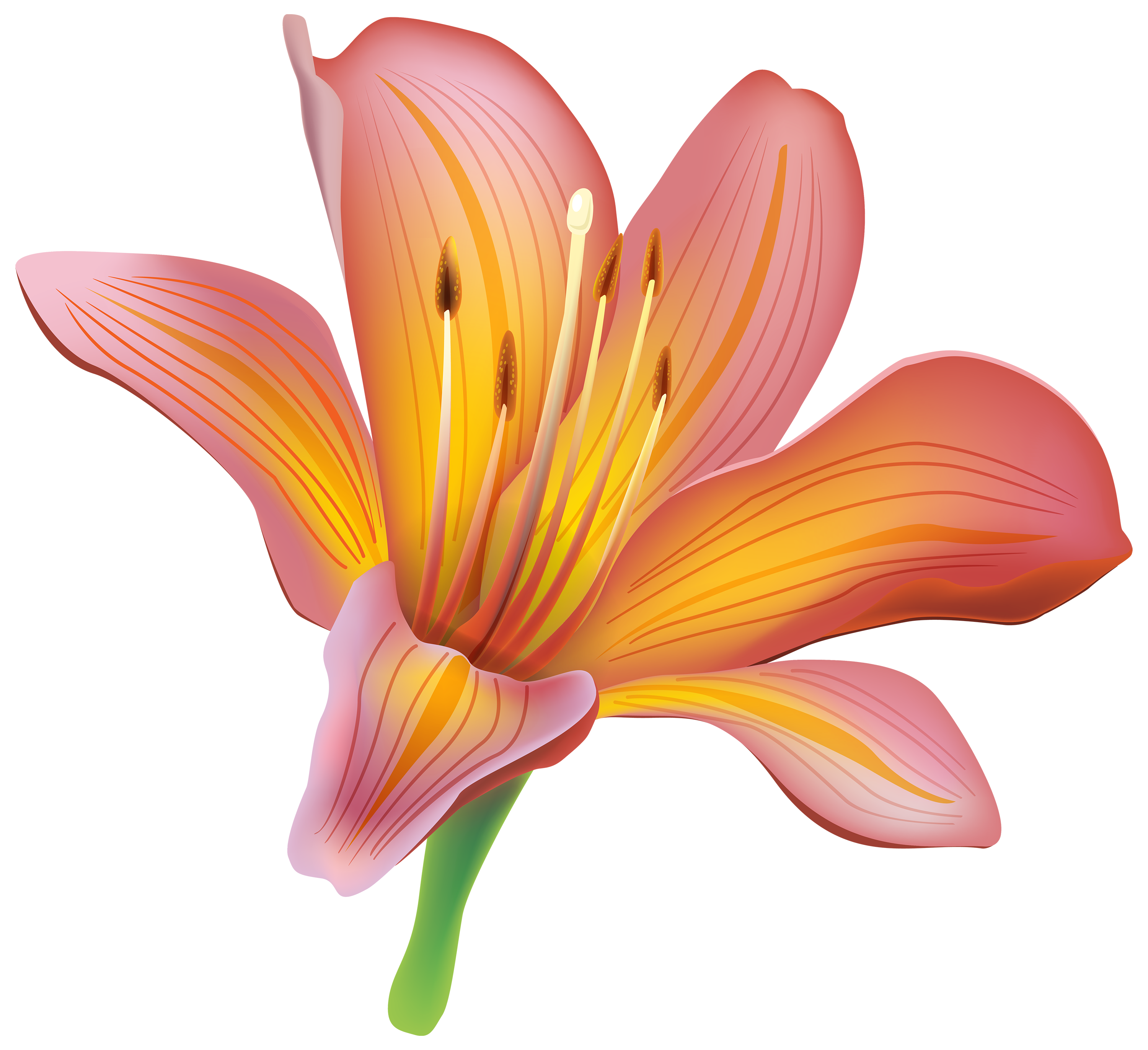 Lily Calla Red Free Download PNG HQ PNG Image