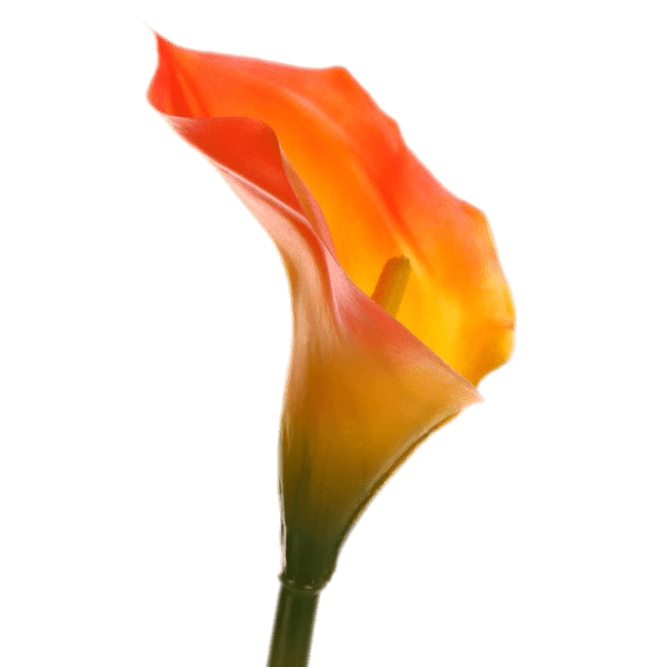 Lily Calla Red PNG Download Free PNG Image