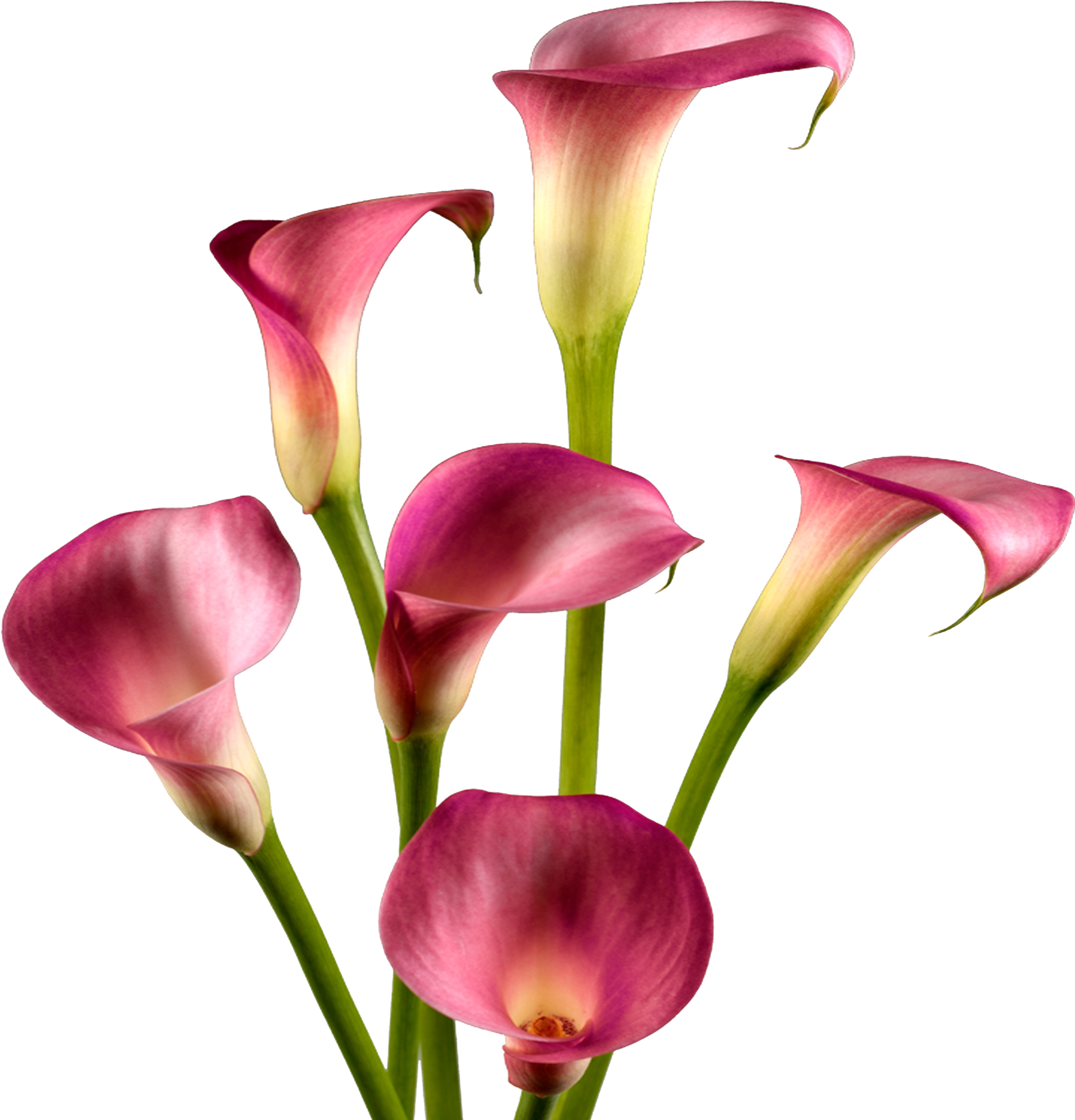 Lily Calla Red Photos Free Download PNG HD PNG Image