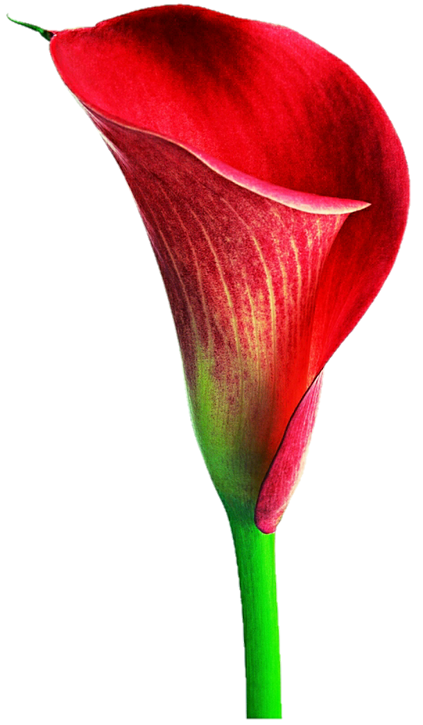 Lily Calla Red Free PNG HQ PNG Image
