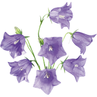 Download Flowers Free Png Photo Images And Clipart 