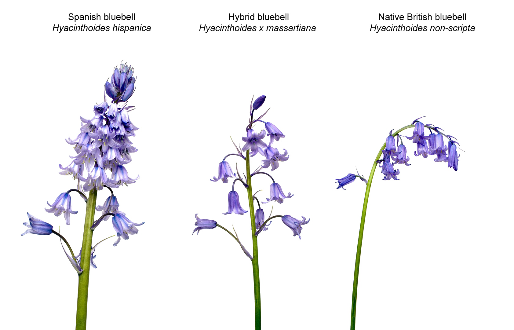 Bluebell Flower PNG Transparent Images Free Download, Vector Files