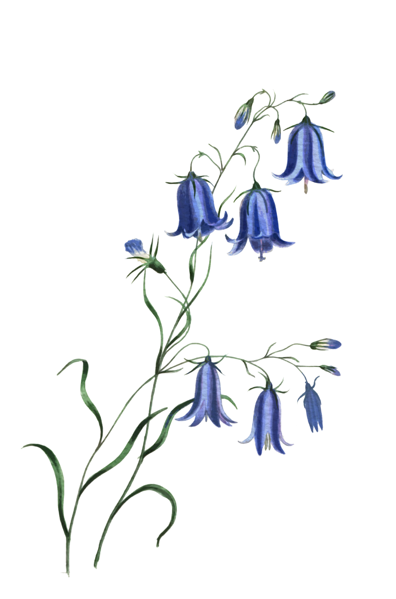 Bluebells PNG Free Photo PNG Image
