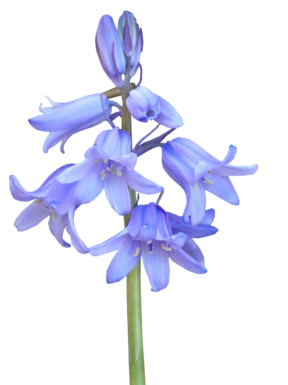 Pic Bluebells Free Download PNG HQ PNG Image