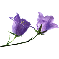 Download Flowers Free PNG photo images and clipart | FreePNGimg