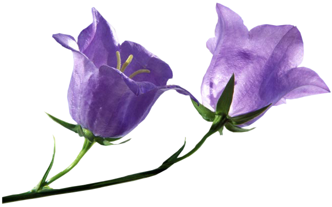 Bluebells Free PNG HQ PNG Image