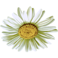 Camomile Flower