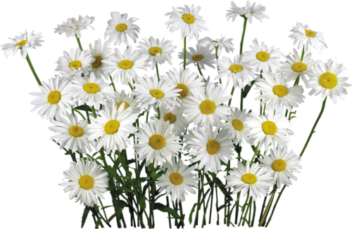 Camomile File PNG Image