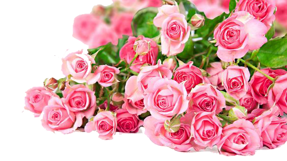 Pink Roses Flowers Bouquet Photos PNG Image