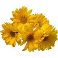 Download Flowers Free PNG photo images and clipart | FreePNGImg