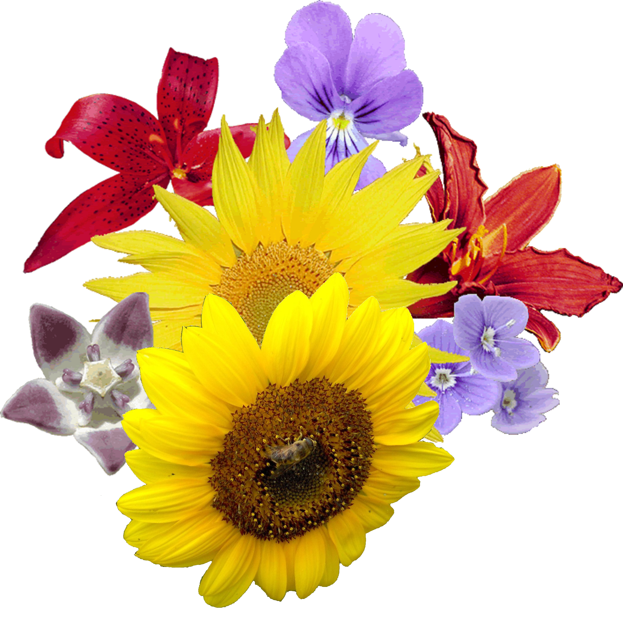 Download Download Yellow Flowers Bouquet Image HQ PNG Image | FreePNGImg