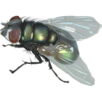 Fly Png 5 PNG Image