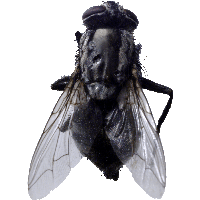 Fly Png Image PNG Image