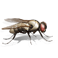 Fly Png Image PNG Image