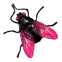 Fly Png Image PNG Image