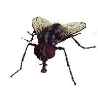 Fly Png Image PNG Image