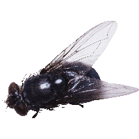 Fly Png Image PNG Image