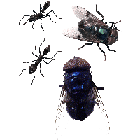 Fly Png Image PNG Image